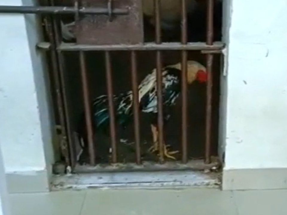 Півень опинився за ґратами разом з обвинуваченими у поліцейській дільниці. У якому ж злочині звинувачують нещасного птаха.