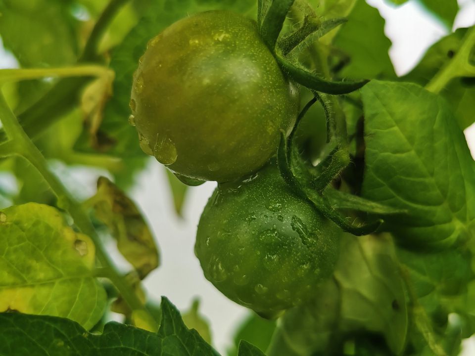 Які є причини пожовтіння листя у помідорів: як можна впоратися з цією проблемою. Профілактика і своєчасне розв'язання цієї проблеми дадуть змогу отримати багатий урожай.