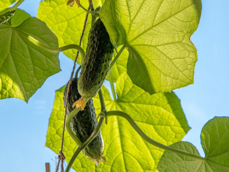 Дачникам розповіли, що робити, якщо огірки погано ростуть у липні. Чому огірки зупиняються в рості.