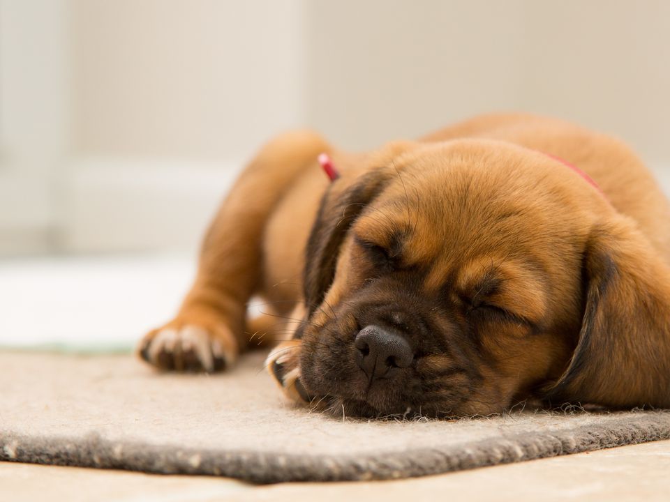 Чому собаки гавкають і гарчать уві сні та чи нормально це. Головне — не варто будити тварину.