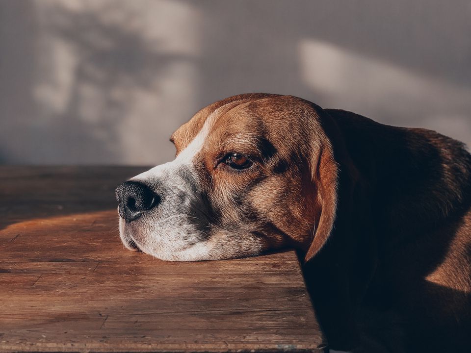 Ознаки самотності та смутку собаки: на що слід звернути увагу, і як допомогти. Яку емоційну допомогу ви можете надати своєму вихованцеві.