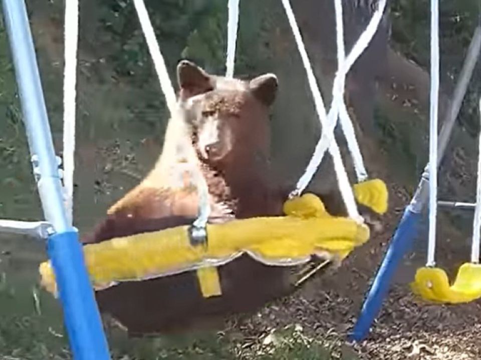 На відео потрапив ведмідь, який обожнює кататися на дитячих гойдалках. Здається, цей клишоногий заходить на подвір'я з гойдалками вже не вперше!