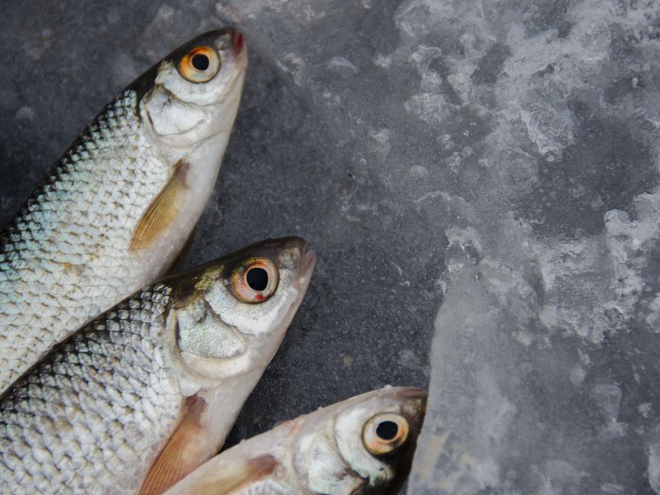 Секрет розумних кухарів: як швидко та легко очистити рибу від луски. Найлегший спосіб.