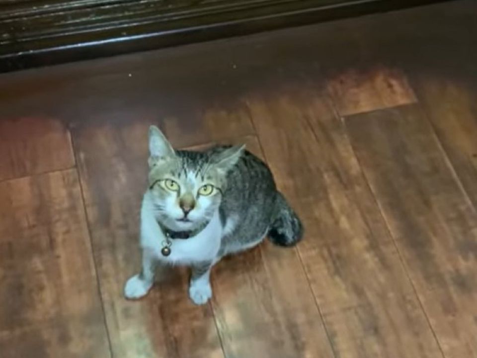 Кіт сам гуляє та просить сусідів довезти до будинку на ліфті. Забавне відео.
