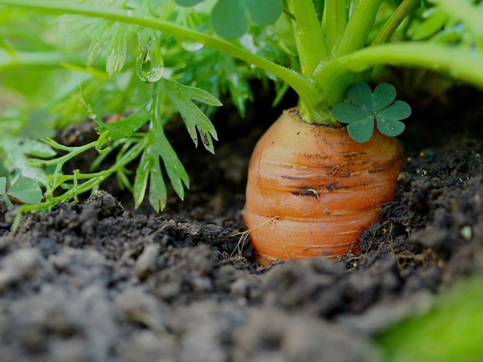 Зеленіє морква на грядці: основні причини проблеми та що треба робити. Як не допустити позеленіння моркви.