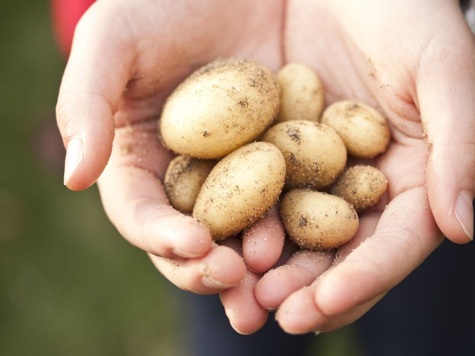 Як правильно зберігати картоплю в квартирі. Правильні умови допоможуть зберегти свіжість та якість овочу.