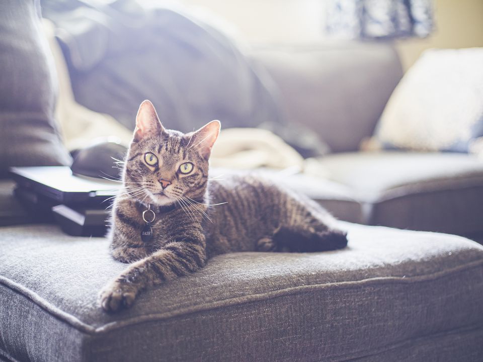 Зовсім не для того, щоб поточити пазурі: основні причини, чому кішка дере диван. Чому пухнастик так себе поводить.