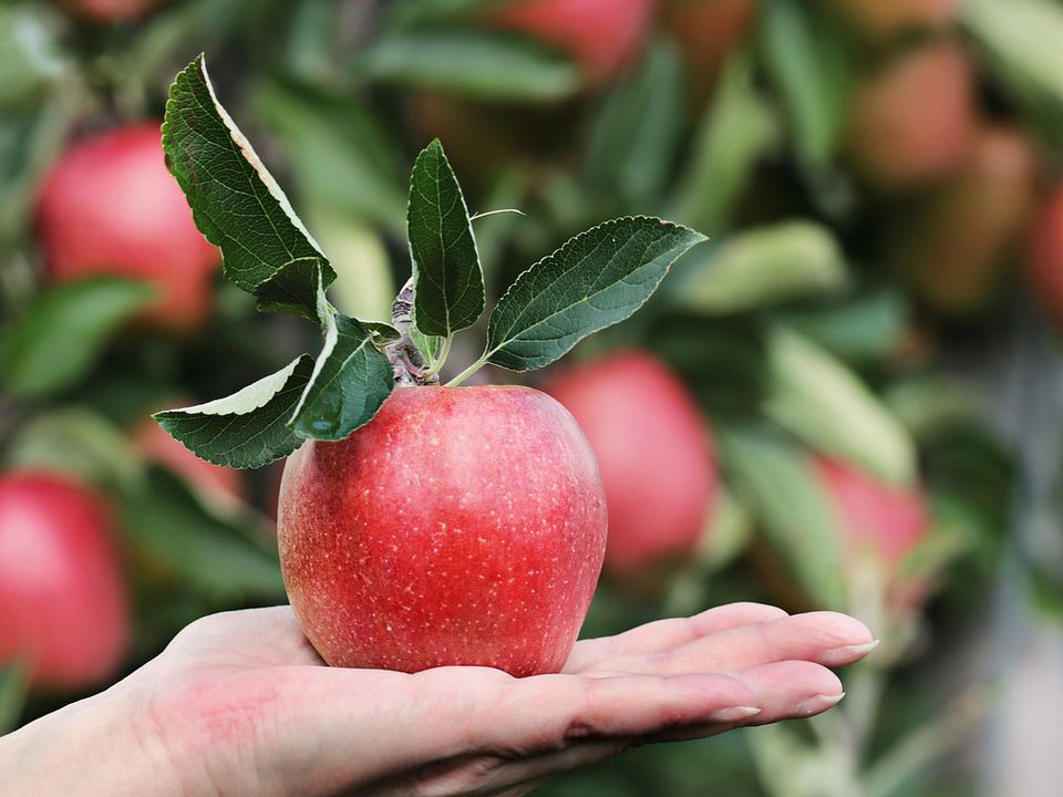 Як за допомогою йоду можна визначити ступінь дозрівання яблук. Хитрощі садівників.