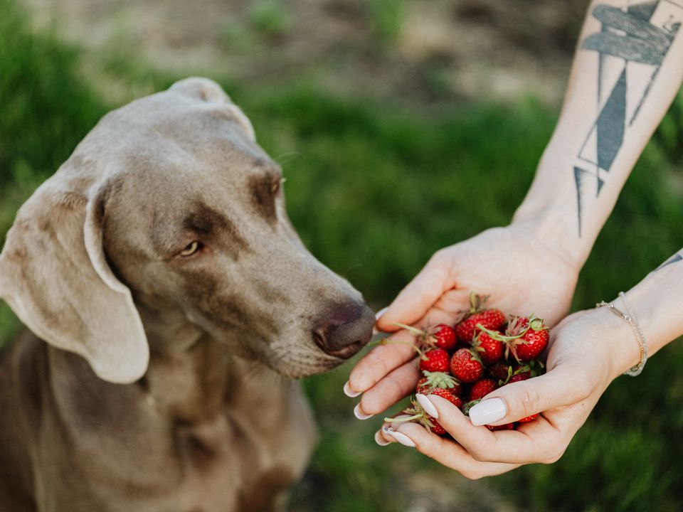 Ягоди та фрукти, які можна давати собакам, а якими в жодному разі не можна пригощати вихованця. Список дозволеного і забороненого.