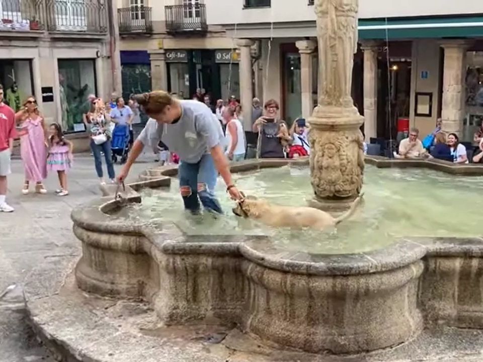 Собака вирішив, що йому занадто жарко, та скупався у фонтані, чим порадував глядачів. Ідеальне місце, щоб освіжитися у спекотний літній день.