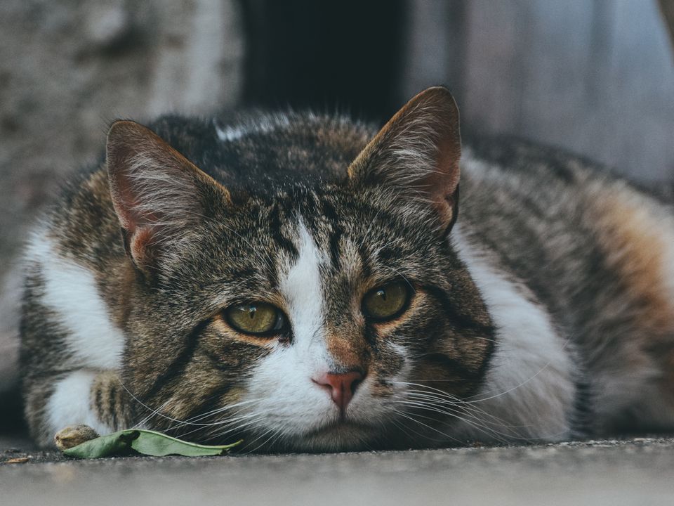 Харчова алергія у кішки на корм: як проявляється та що робити. Як визначити, що у вихованця алергія на їжу.