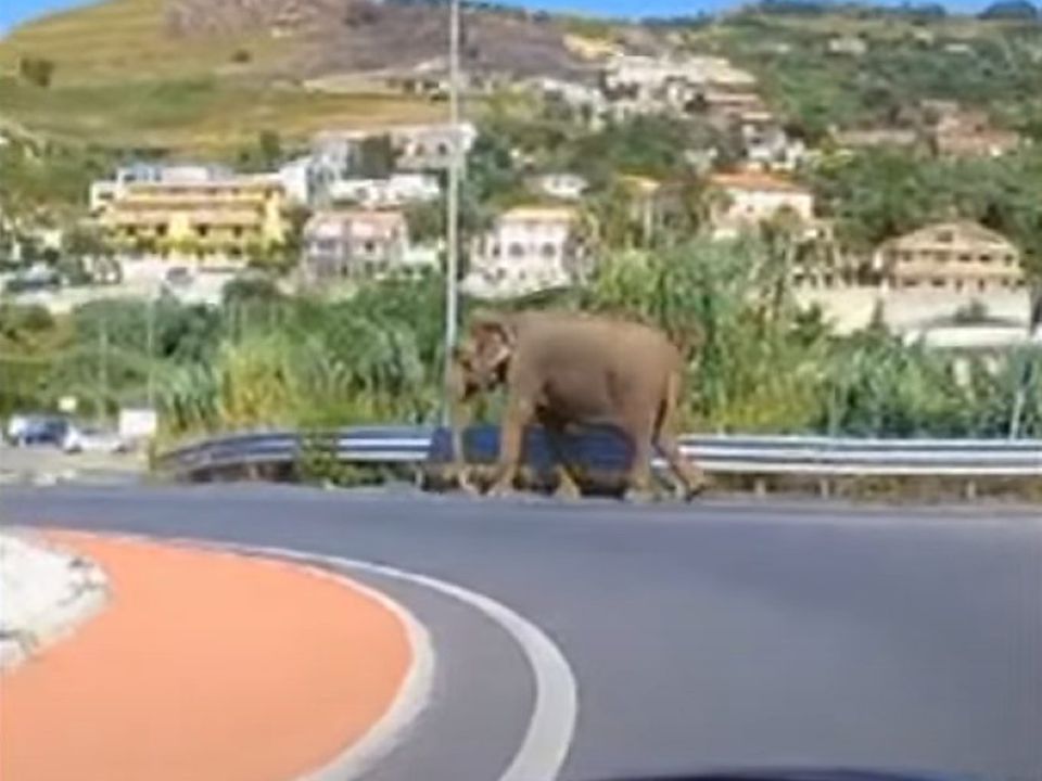 В Італії слон прогулявся автострадою, щоб "дістатися до супермаркету". Тварину успішно повернули до рідного цирку.