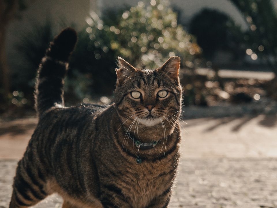 Чому кішки намагаються вибігти на вулицю, хоча й бояться там опинитися. Експерти пояснили таку поведінку пухнастиків.
