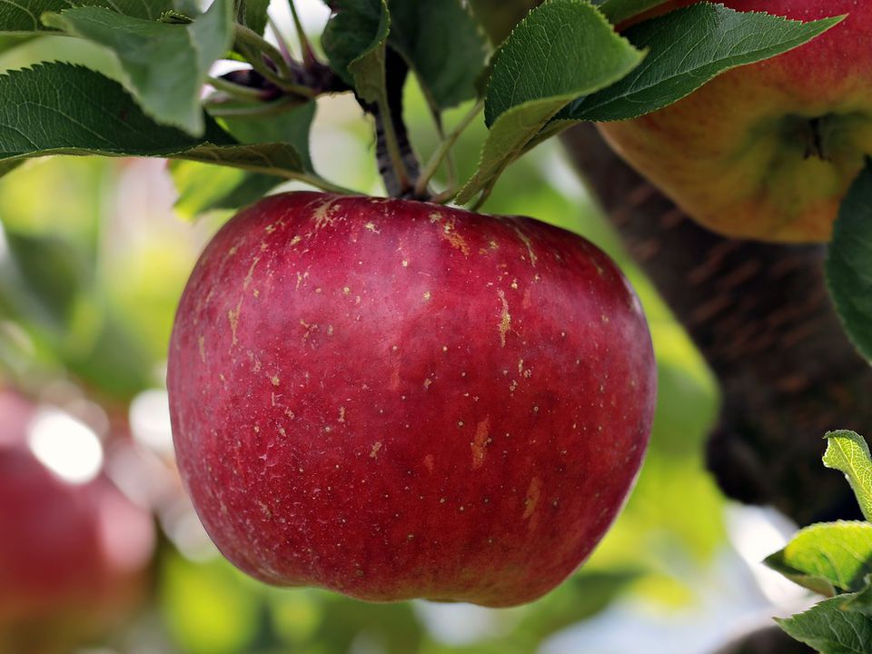 Обов'язкові серпневі процедури для яблуні, щоб зібрати урожай великих, солодких та не гнилих яблук. Нічого складного, все максимально просто, а головне ефективно.
