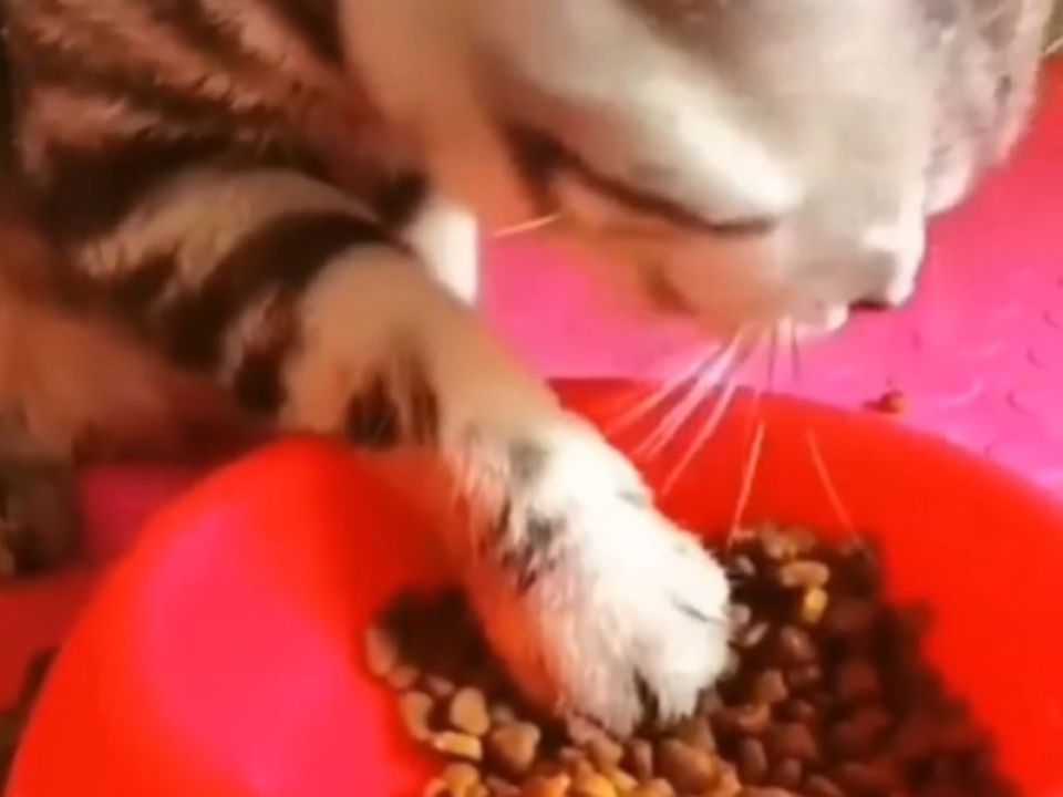 Ви точно ніколи такого не бачили: котик навчився їсти, як людина. Дійсно зручно.