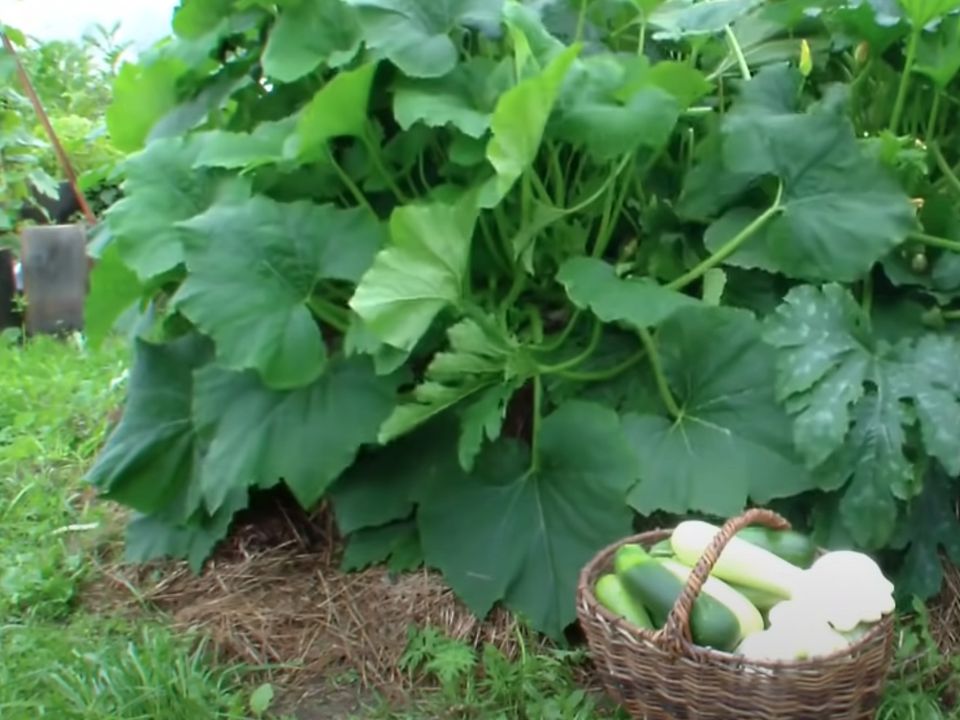 Чим підгодувати кабачки в серпні — зростатимуть до осені. Як продовжити плодоношення овочів.