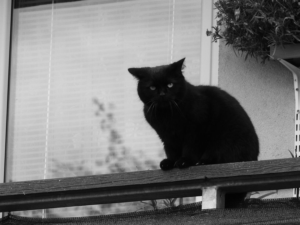 Чому кішки не бояться розгулювати по поруччях балкона?. Природа про все подбала.