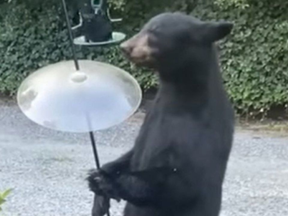 Чоловік зняв на відео ведмедя, який стояв на задніх лапах, як людина. Можливо, це новий спосіб шахрайства?