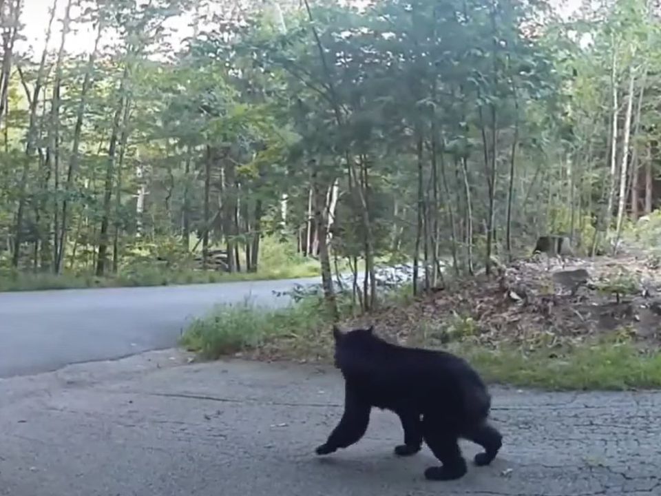 Сміливий мейн-кун прогнав ведмедя, налякавши його. Впевнені, що такого великого кота злякався б кожен!