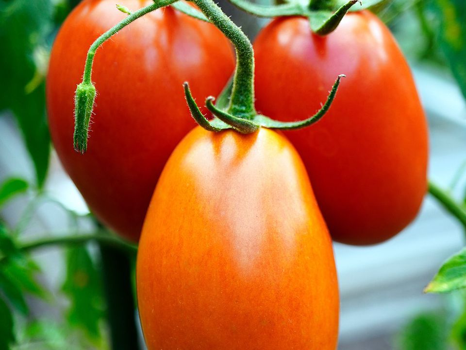 Дві ложки просто зараз під помідори — швидко почервоніють на кущі та стануть м'ясистими. Як зробити так, щоб томати швидко набули червоного кольору.