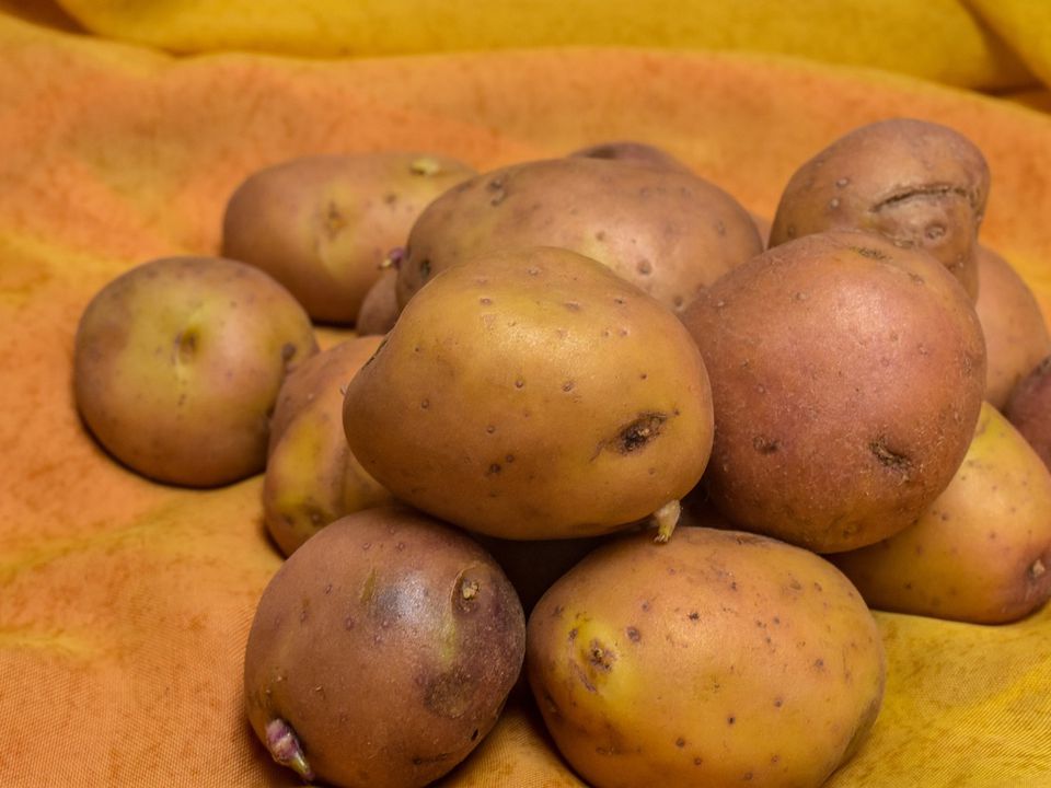 Експерти розповіли, яка картопля найкорисніша: синя, червона чи біла. Головне, щоб в овочі було достатньо вітамінів.
