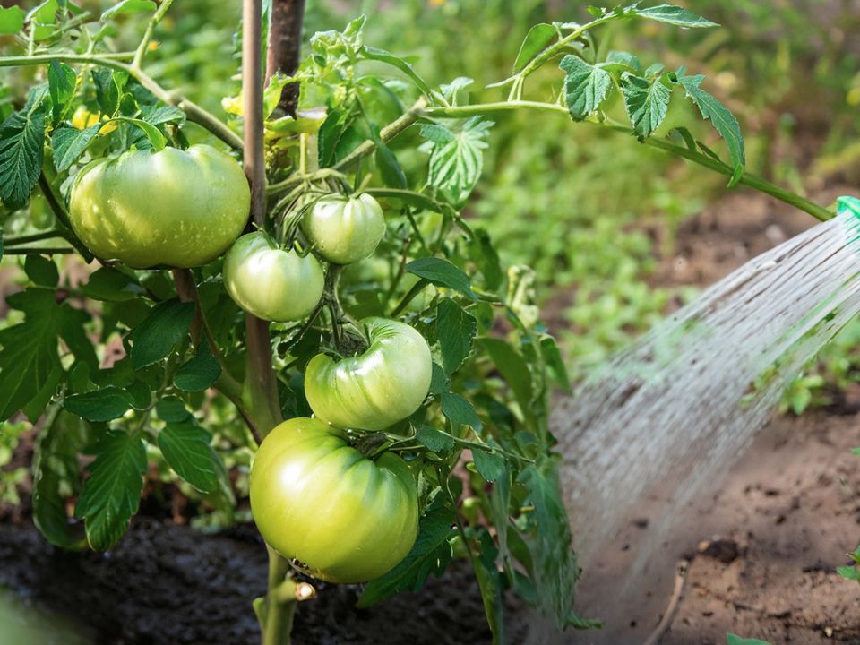 Що робити, якщо помідори налилися, але не поспішають червоніти?. Підгодуйте їх, і вони вмить почервоніють і навіть стануть солодшими.