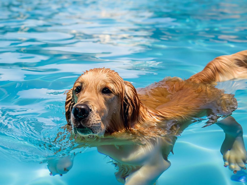 Песик дуже любить купатися в сусідському басейні та таємно пробирається до водойми, щоб поплавати. Такого красеня складно в чомусь звинувачувати!