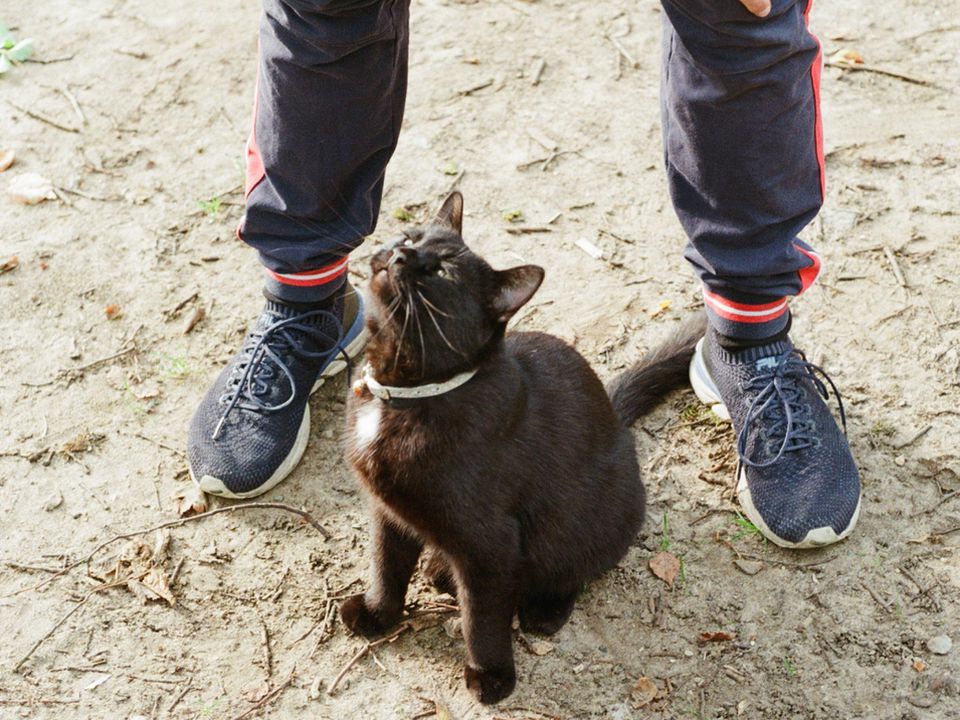 Чому кішки труться об ноги господаря: що це означає. Значення прикмети.