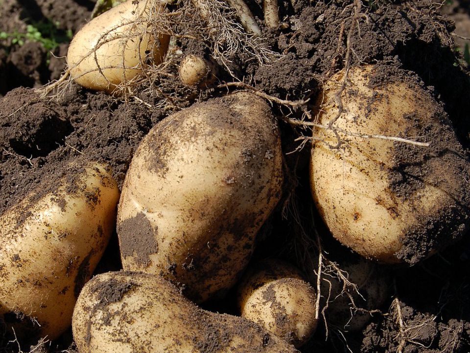 Чи можна зберігати та їсти картоплю, хвору на фітофтороз: багато хто помиляється. Небезпечне захворювання – «головний біль» багатьох городників.