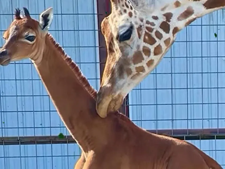 Унікальна жирафа без плям народилася в американському зоопарку. Вчені підтвердили, що це єдина у світі тварина з таким забарвленням.