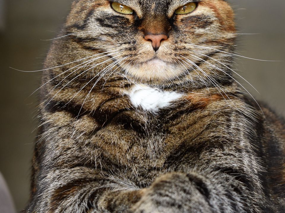 Справжні екстрасенси: 3 речі, які можуть передбачити кішки. Знають усе заздалегідь.
