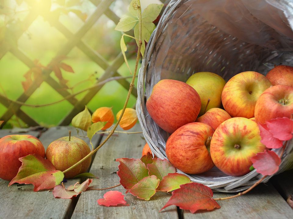 Свіжі, печені чи сушені: які яблука найбільш корисні для здоров'я. Для кожного окремого випадку слід обирати індивідуальний варіант.