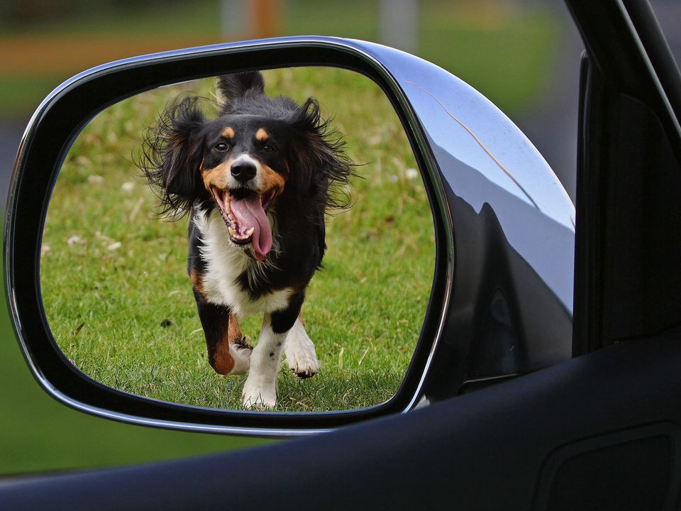 Основні причини, чому ваш собака бігає за машинами. Про це мало хто знає.