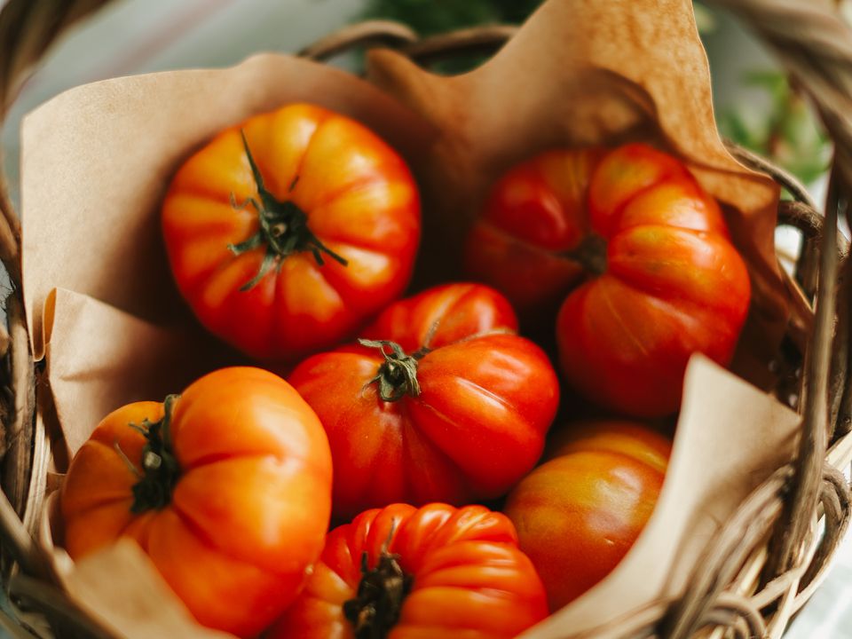 Особливості забарвлення помідорів: Чому небажано їсти негарні помідори. Чим томат зеленіший, тим більше в ньому природної отрути.