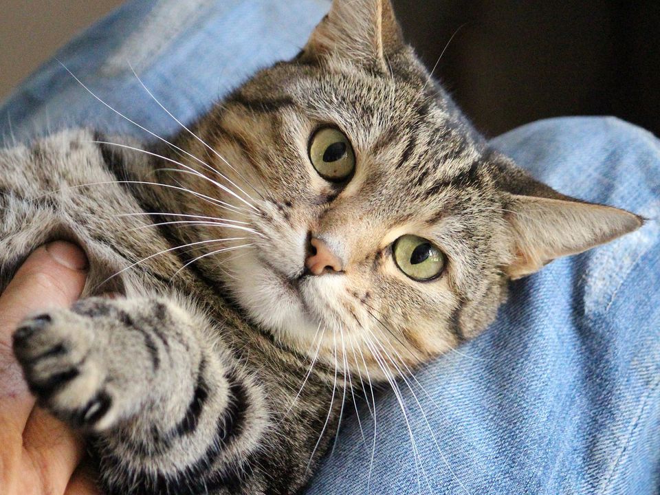 Чому кішки весь час просяться на руки: ці 7 причин здивують будь-кого. Велелюбні істоти.