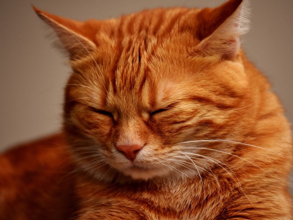 Алергія на курку в кішки — основні симптоми. Про це повинен знати кожен господар.