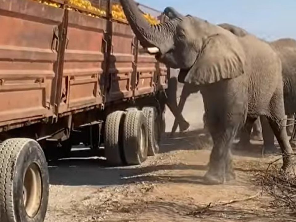 Стадо слонів у Південній Африці поласувало апельсинами з вантажівки, що зламалася. Пощастило ж тваринам!