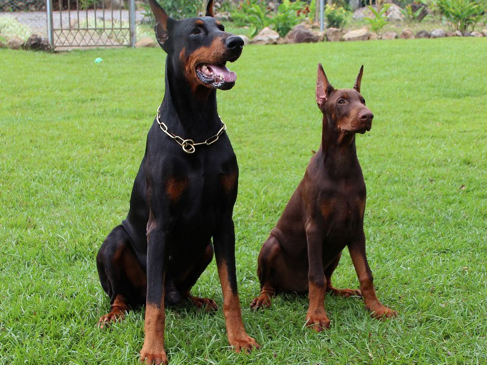 Жодна камера не зрівняється: названо 3 породи собак — найкращих в охороні будинку. З їхньою відданістю навряд чи щось порівняється.