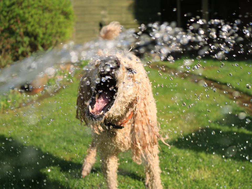 Яку воду не можна давати собаці, щоб не нашкодити йому. Неякісна вода може призвести до проблем зі здоров'ям у вихованця.