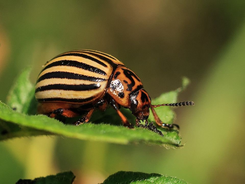 Осінні хитрощі проти колорадського жука: що зробити восени, щоб позбутися шкідника назавжди. Досвідчені агрономи розповіли про найпростіші способи боротьби з комахами.