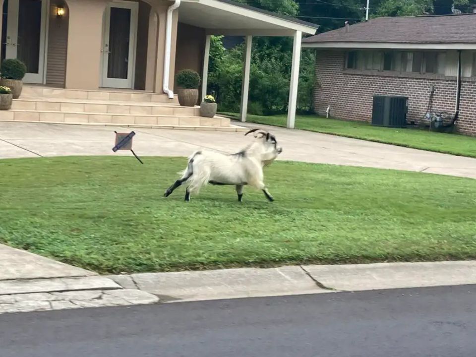 Жителі Алабами кілька днів не могли зловити козла на прізвисько Біллі. Дивіться кумедне відео.
