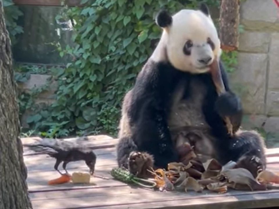 В китайському зоопарку панда потоваришувала з вороною. Як приємно пообідати в компанії друга.