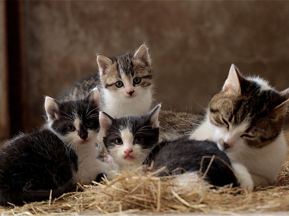 У якому віці краще брати кошеня додому: поради ветеринара. Оптимальний вік кошеняти для відлучення від мами.