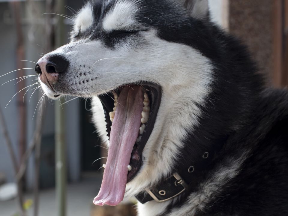 Чому собака позіхає: справа не завжди у втомі або бажанні спати. Позіхання — це не таке нешкідливе явище, як може здатися на перший погляд.