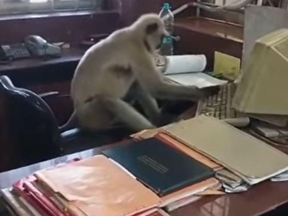 В Індії мавпа 20 хвилин займала пост касира залізничної станції. Тварина вирішила підробити.
