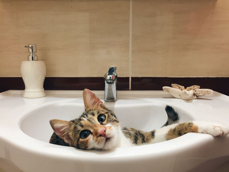 Чому кішка завжди ходить за людиною у ванну кімнату: 3 причини, про які знають одиниці. У цьому приміщенні можна знайти безліч цікавих предметів.