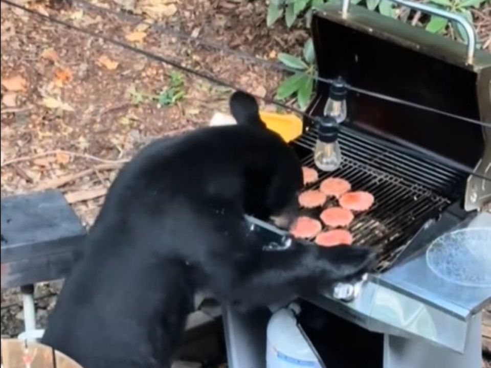 Жінка зняла на відео, як ведмеді увірвалися на пікнік та з'їли бургери з її гриля. Вона ще довго буде згадувати цей відпочинок.