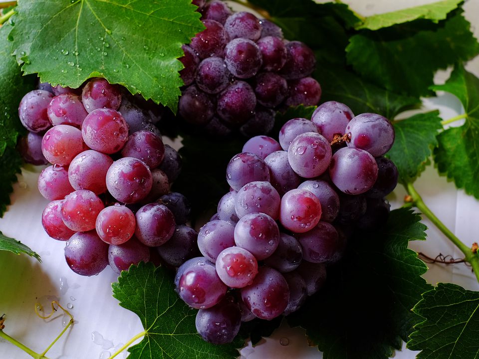 Урожай здивує сусідів: чим підживити виноград восени. Ягоди будете збирати відрами.