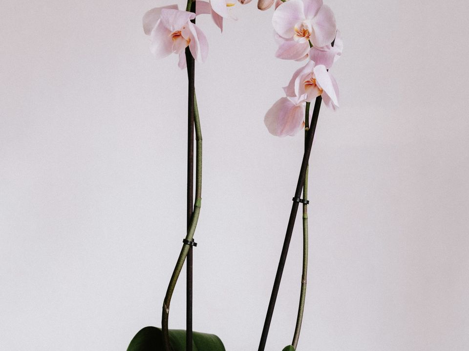 Орхідея вся покриється квітами: нанесіть на пошкоджене повітряне коріння цей засіб. Квітникарі радять скористатися цим аптечним препаратом.