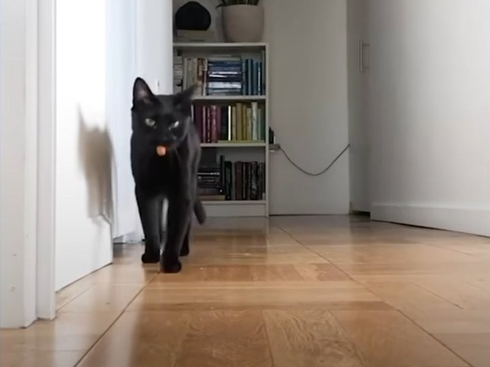 Чорна кішка на прізвисько Арі любить носитися по будинку і грати з крихітним мигдалем. Господиня пухнастика поділилася цікавим відео.